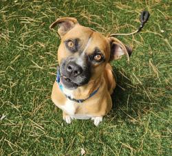 Shelter Stray Male Dog last seen Near N Ivy Street, Escondido, CA, 92025, Escondido, CA 92027, USA