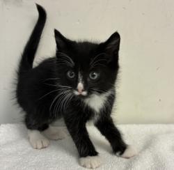 Shelter Stray Female Cat last seen SE 101st and Knight, PORTLAND, OR, 97266, 1700 W Historic Columbia River Hwy, Troutdale, OR 97060, USA