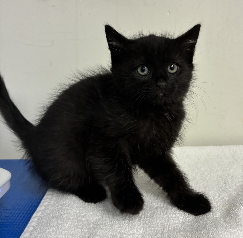Shelter Stray Female Cat last seen SE 101st and Knight, PORTLAND, OR, 97266, 1700 W Historic Columbia River Hwy, Troutdale, OR 97060, USA