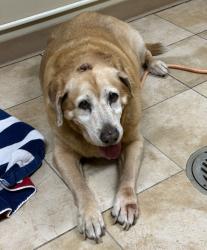 Shelter Stray Female Dog last seen NE Vancouver Way and NE Walker St, PORTLAND, OR, 97211, 1700 W Historic Columbia River Hwy, Troutdale, OR 97060, USA