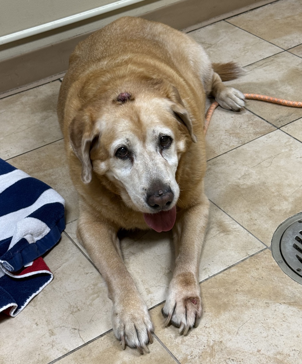 Shelter Stray Female Dog last seen NE Vancouver Way and NE Walker St, PORTLAND, OR, 97211, 1700 W Historic Columbia River Hwy, Troutdale, OR 97060, USA
