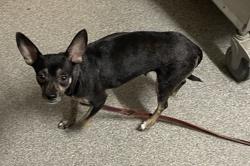 Shelter Stray Female Dog last seen Near W Valley Parkway, Escondido, CA, 92025, Escondido, CA 92027, USA