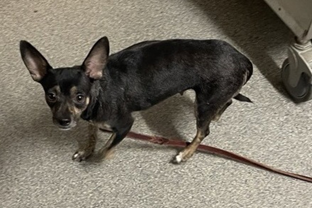 Shelter Stray Female Dog last seen Near W Valley Parkway, Escondido, CA, 92025, Escondido, CA 92027, USA