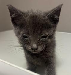 Shelter Stray Male Cat last seen Farnsworth Street, SAN LEANDRO, CA, 94577, 8323 Baldwin St, Oakland, CA 94621, USA