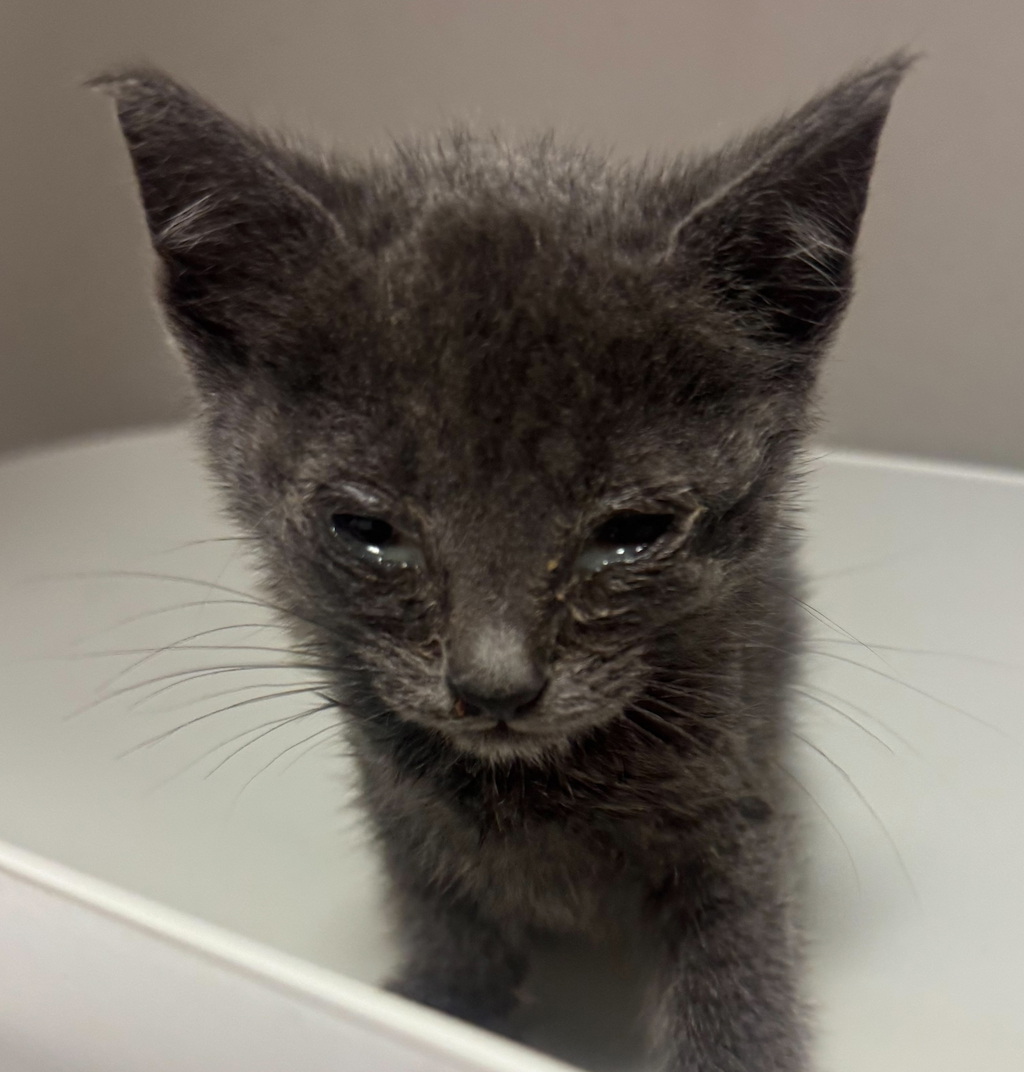 Shelter Stray Male Cat last seen Farnsworth Street, SAN LEANDRO, CA, 94577, 8323 Baldwin St, Oakland, CA 94621, USA