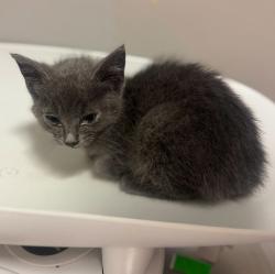 Shelter Stray Female Cat last seen Farnsworth Street, SAN LEANDRO, CA, 94577, 8323 Baldwin St, Oakland, CA 94621, USA