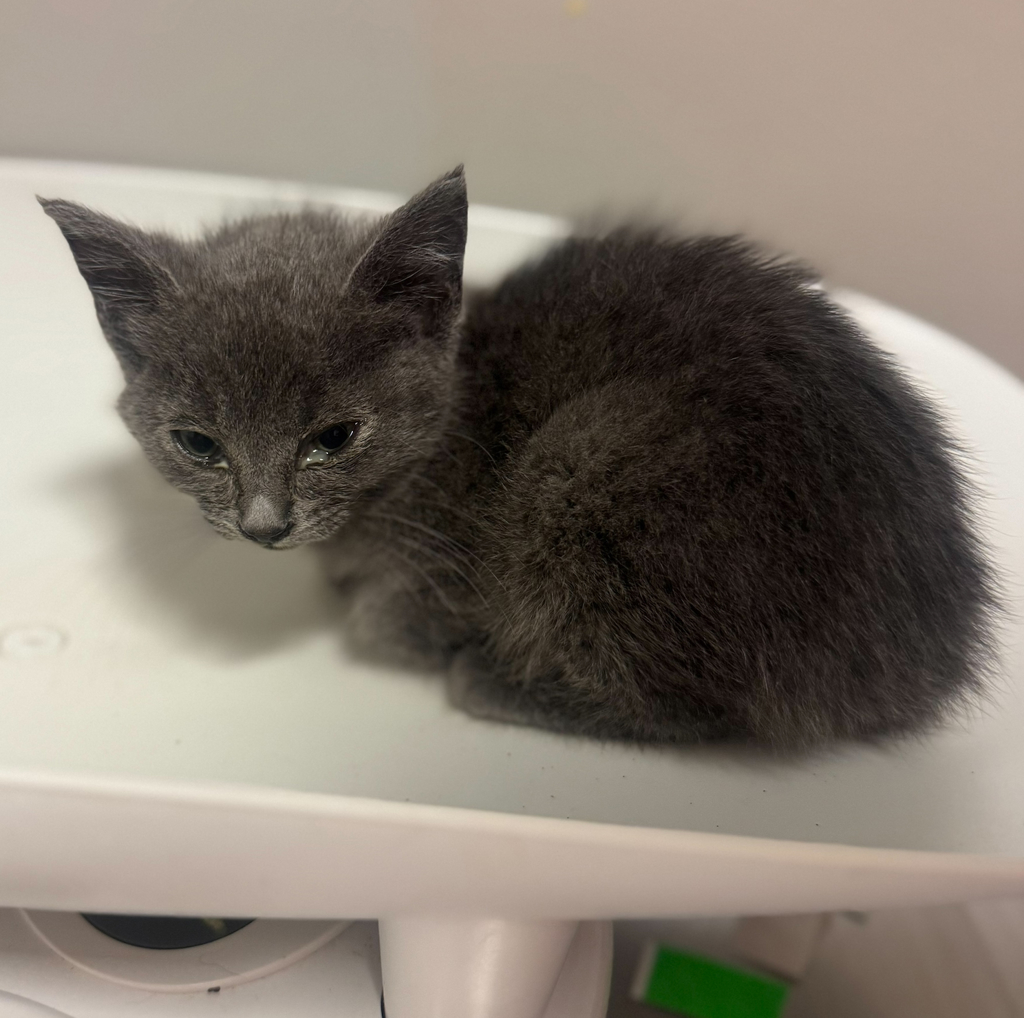 Shelter Stray Female Cat last seen Farnsworth Street, SAN LEANDRO, CA, 94577, 8323 Baldwin St, Oakland, CA 94621, USA