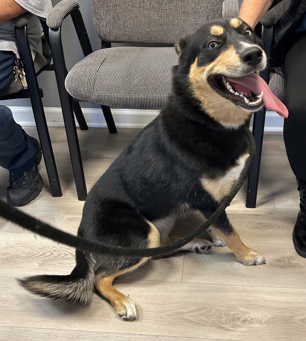 Shelter Stray Female Dog last seen Near Green Garden Circle, VIRGINIA BEACH, VA, 23453, 341 S Birdneck Rd, Virginia Beach, VA 23451, USA