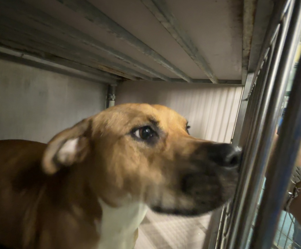 Shelter Stray Female Dog last seen Near Laconia Avenue, BRONX, NY, 10466, 326 E 110th St, New York, NY 10029, USA