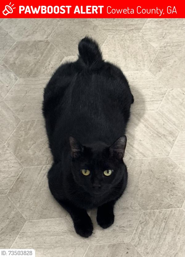 Lost Male Cat last seen Strathmore subdivision, across from Canongate Elementary school, Coweta County, GA 30277