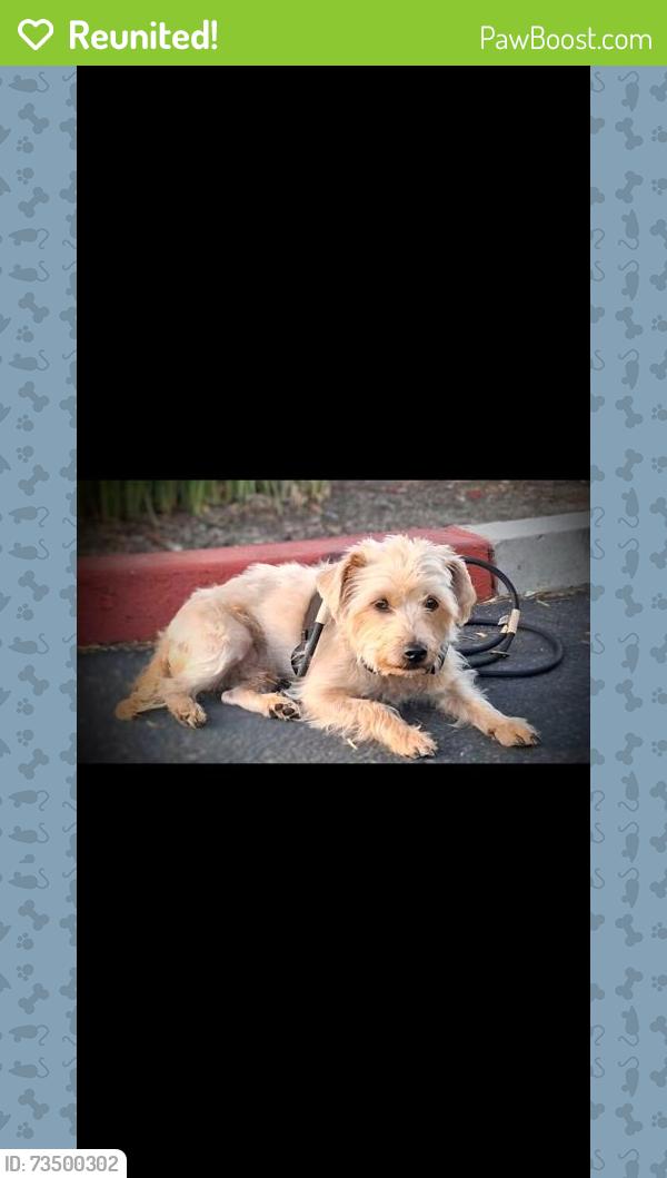 Reunited Male Dog last seen Essex / West Charleston lions Park, Las Vegas, NV 89107