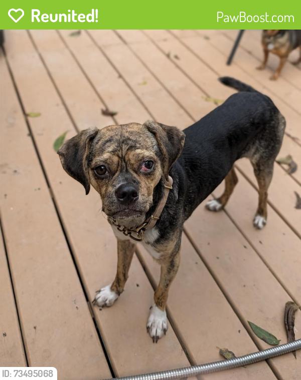 Reunited Female Dog last seen Golden Glen subdivision, Mandeville, LA 70448