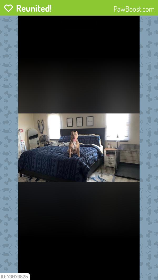 Reunited Female Dog last seen Stop 10 and Madison, Southport, IN 46227