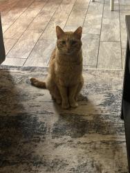 Lost Male Cat last seen Girvan, Redding, CA 96001