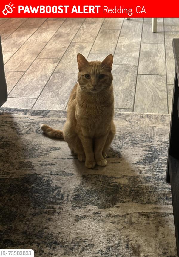 Lost Male Cat last seen Girvan, Redding, CA 96001
