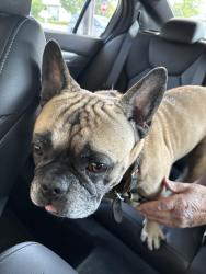 Found/Stray Male Dog last seen Shavano Woods St & Shavano Hill, San Antonio, TX 78249