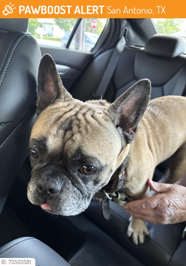 Found/Stray Male Dog last seen Shavano Woods St & Shavano Hill, San Antonio, TX 78249