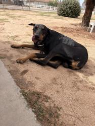Found/Stray Male Dog last seen Sandia, Chimayo, Apple Valley, CA 92308