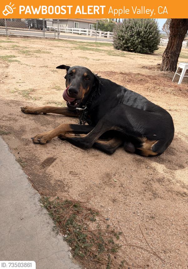 Found/Stray Male Dog last seen Sandia, Chimayo, Apple Valley, CA 92308