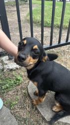 Found/Stray Female Dog last seen West Little York Rd and Antoine Dr near La Michoacana, Houston, TX 77091