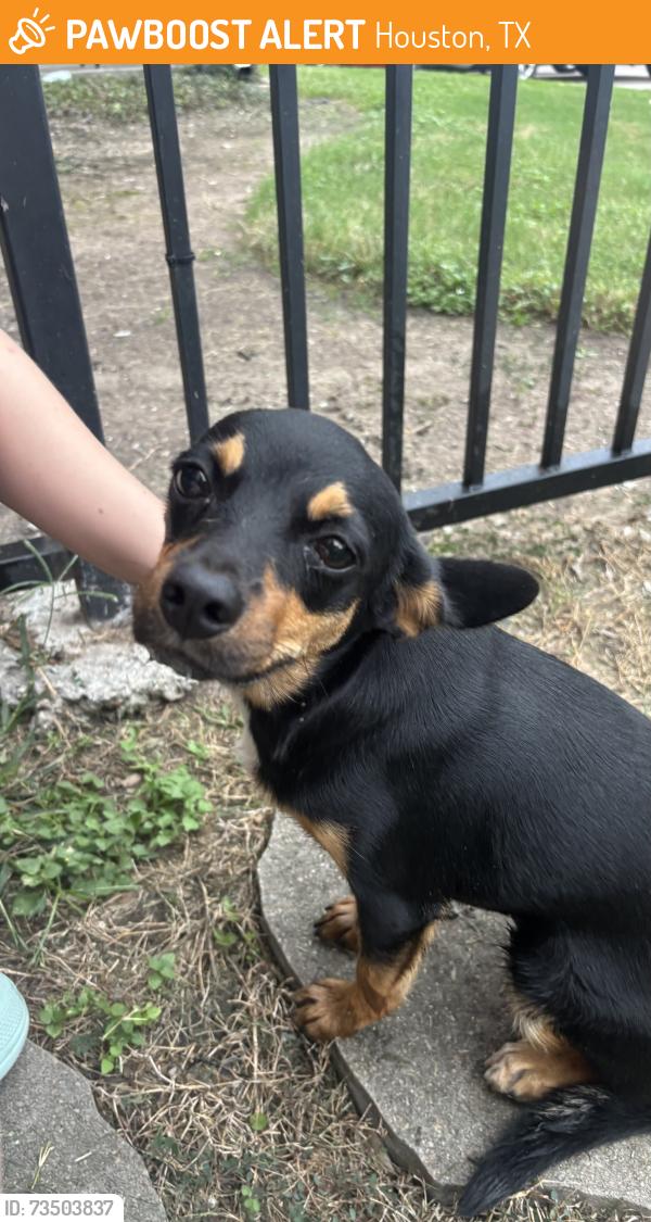 Found/Stray Female Dog last seen West Little York Rd and Antoine Dr near La Michoacana, Houston, TX 77091