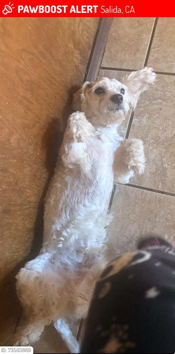 Lost Male Dog last seen salida, Salida, CA 95368