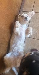 Lost Male Dog last seen salida, Salida, CA 95368