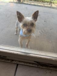Lost Male Dog last seen El Evado or Northstar Ave in Victorville, CA, Victorville, CA 92392