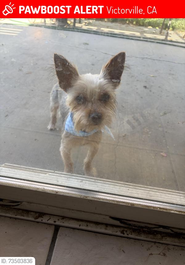 Lost Male Dog last seen El Evado or Northstar Ave in Victorville, CA, Victorville, CA 92392