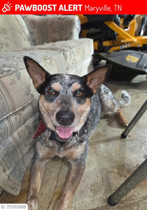 Lost Male Dog last seen Montvale, Maryville, TN 37803