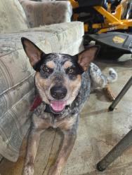Lost Male Dog last seen Montvale, Maryville, TN 37803