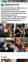 Reunited Male Dog last seen Loma, Redding, CA 96003
