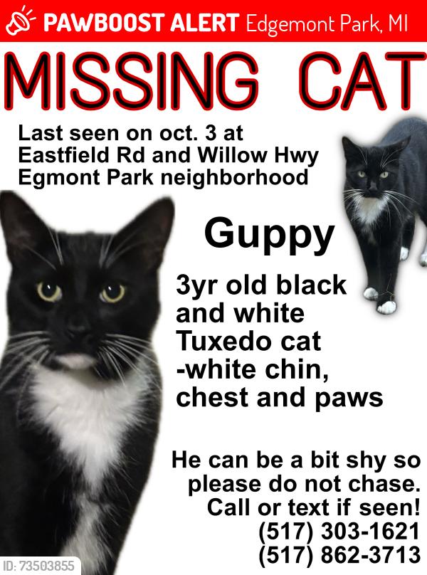 Lost Male Cat last seen W willow and Eastfield rd, Edgemont Park, MI 48917