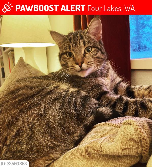 Lost Female Cat last seen Spokane St and 3rd Ave, Four Lakes, WA 99014