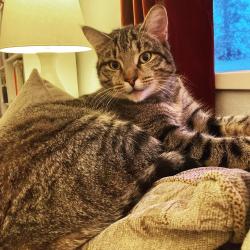 Lost Female Cat last seen Spokane St and 3rd Ave, Four Lakes, WA 99014