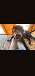 Reunited Male Dog last seen Smith and Stowe, Winchester, CA 92596