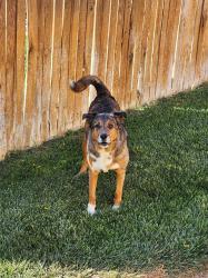 Reunited Male Dog last seen Waterglen - Celtic Lane, Fort Collins, CO 80524