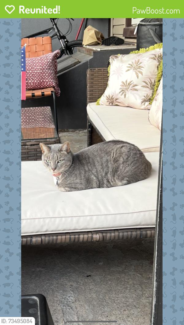 Reunited Female Cat last seen 5th, Bayonne, NJ 07002