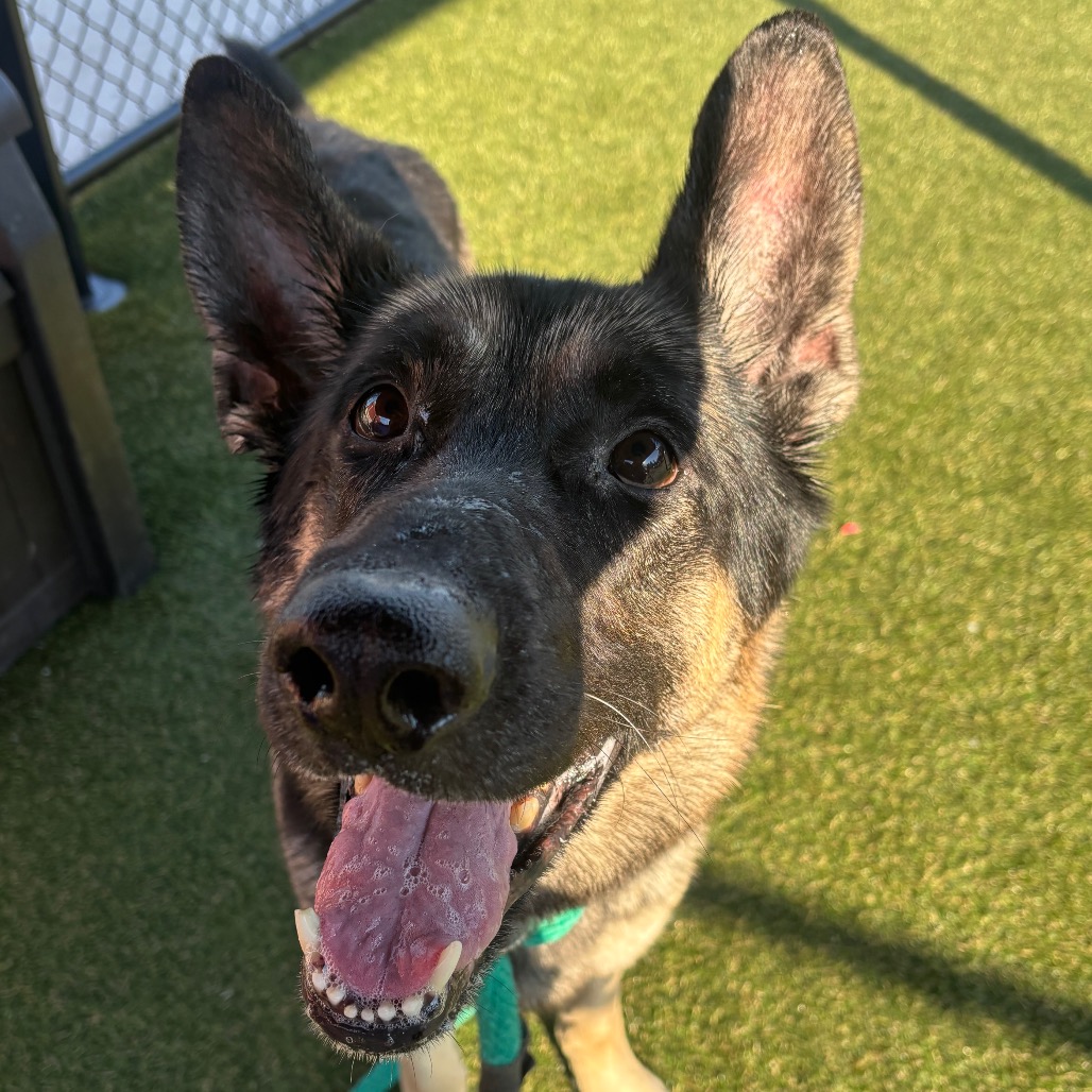 Shelter Stray Male Dog last seen , Animal Care & Control Team of Philly, 111 W Hunting Park Ave, Philadelphia, PA 19140, USA