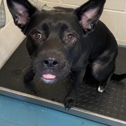 Shelter Stray Female Dog last seen , 2350 Appling City Cove, Memphis, TN 38133, USA