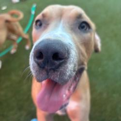 Shelter Stray Male Dog last seen , Animal Care & Control Team of Philly, 111 W Hunting Park Ave, Philadelphia, PA 19140, USA