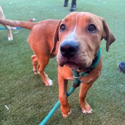 Shelter Stray Female Dog last seen , Animal Care & Control Team of Philly, 111 W Hunting Park Ave, Philadelphia, PA 19140, USA