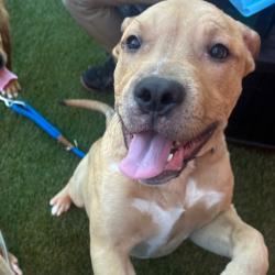 Shelter Stray Male Dog last seen , Animal Care & Control Team of Philly, 111 W Hunting Park Ave, Philadelphia, PA 19140, USA