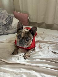 Reunited Male Dog last seen Round table, San Jose, CA 95111