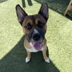 Shelter Stray Male Dog last seen , 12910 Yukon Ave, Hawthorne, CA 90250, USA