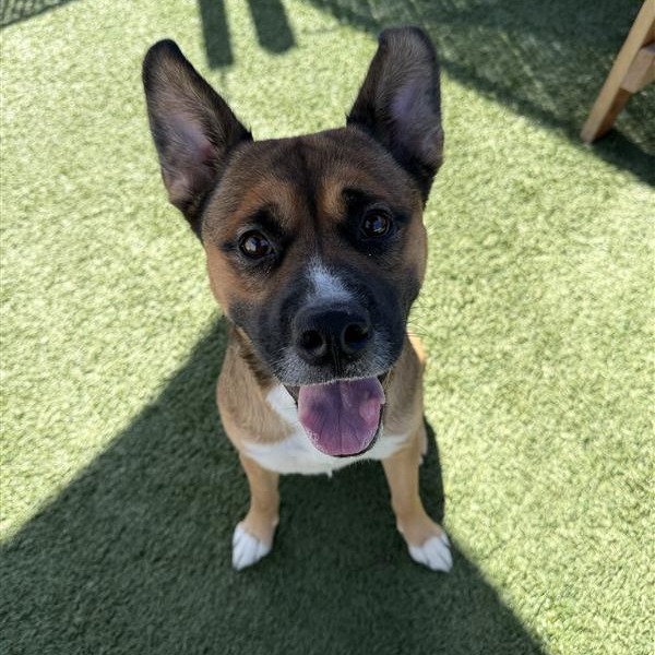 Shelter Stray Male Dog last seen , 12910 Yukon Ave, Hawthorne, CA 90250, USA