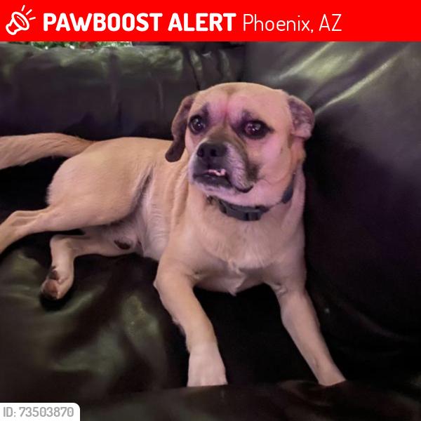 Lost Male Dog last seen 40th street & Union Hills dr, Phoenix, AZ 85032