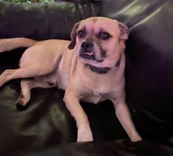 Lost Male Dog last seen 40th street & Union Hills dr, Phoenix, AZ 85032