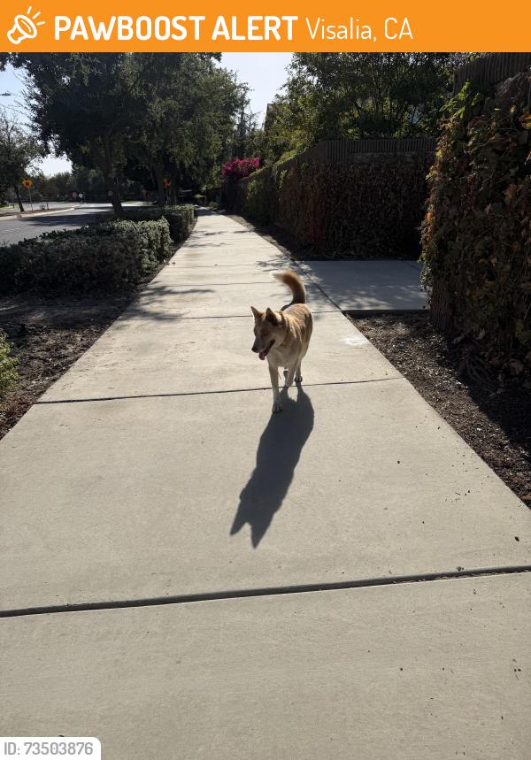 Found/Stray Female Dog last seen Near E La Salle Ct last seen, Visalia, CA 93292