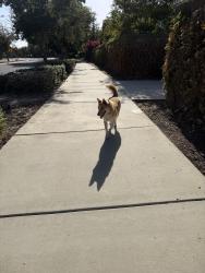 Found/Stray Female Dog last seen Near E La Salle Ct last seen, Visalia, CA 93292